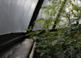 Greenhouse Listening Club
